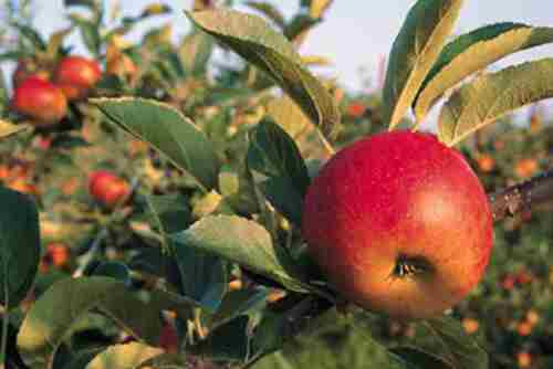 کود مخصوص درختان سیب