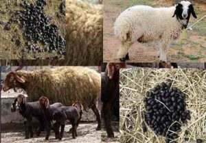 تاثیر کود گوسفندی بر درختان و گیاهان فروش کود گوسفندی خرید کود گوسفندی