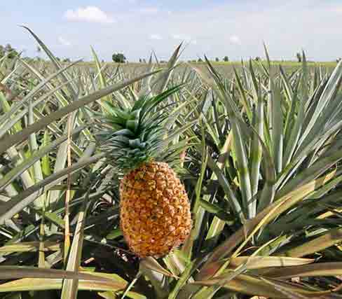 تولید آناناس در چابهار آب و هوا شرایط کشت
