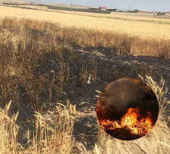 آتش سوزی های متعدد در مزارع کشور