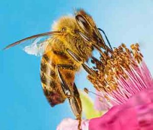 آسیب آفت کش ها و سم ها بر زنبور عسل