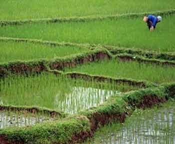 تولید بیوکمپوست و بیوگاز از شالیزارهای برنج