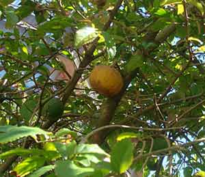 میوه درختان تخم مرغ نیمرو
