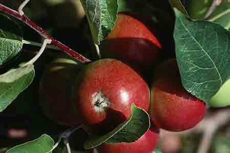 استان های تولیدکننده سیب در ایران