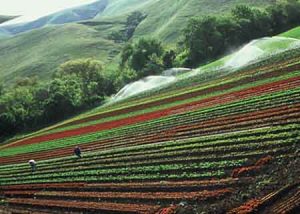 دانش کشاورزی و تولید پایدار