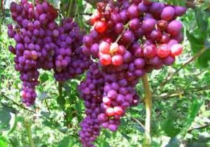 انواع درخت انگور در ایران