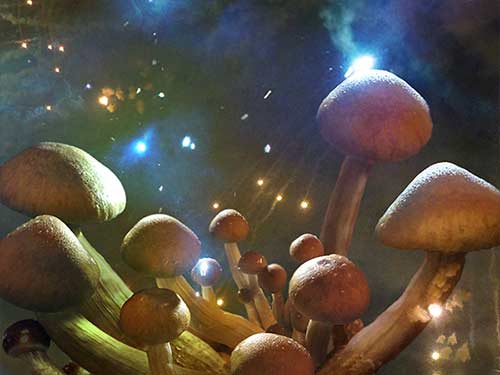 خواص قارچ جادویی درمان افسردگی و عوارض قارچ جادوئی