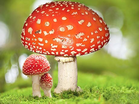 مجیک ماشروم یا قارچ سیلوسایبین magic mushroom