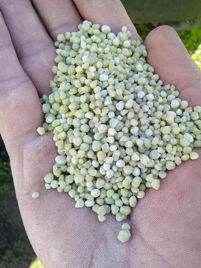 dap fertilizer in the hands of the farmer