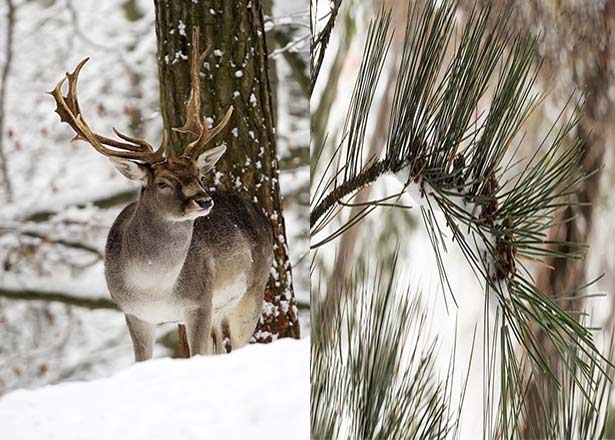 آسیب حیوانات به درختان در زمستان